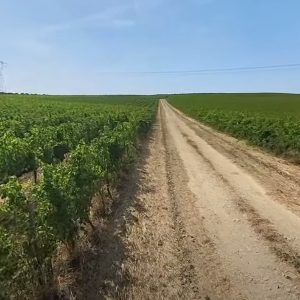 Vignuolo – Passeggiata tra il nero di troia