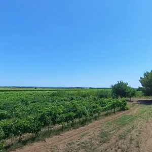 Cantine Lizzano – Campagna